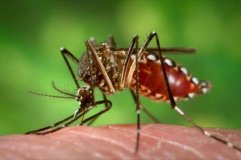 Agevisa confirma primeiro caso de zika vírus em Rondônia