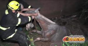 Cavalo cai em fossa no bairro Beira Rio em Rolim de Moura
