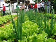 Agroecologia terá Câmara Setorial em Rondônia