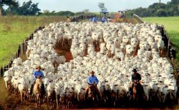 Faperon remarca nova reunião com indústrias de carne no dia 29