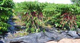 Dia de Campo: Café clonal é destaque na economia alto-alegrense