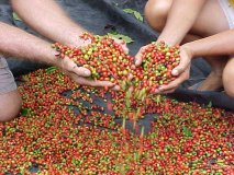 Concurso vai premiar os melhores grãos de café produzidos em Rondônia