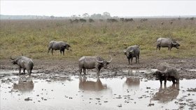 Definido planejamento para abate de búfalos em Costa Marques