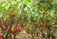 Produção de cacau em Rondônia será recuperada