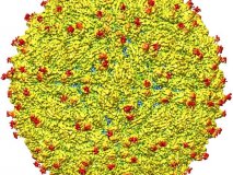 Butantan espera testar vacina de zika em humanos em dois meses