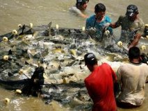 Grupo da Aquicultura e Pesca é criado para incentivar produção em RO