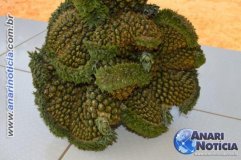 Produtor rural colhe abacaxi com dez cabeças no Vale do Anari