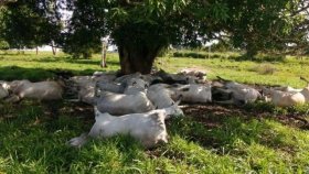 Raio mata cerca de 40 bovinos e produtor estima prejuízo de R$ 50 mil