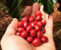 Colheita do café conilon começou nesta segunda-feira em Rondônia