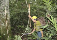 Corte de cipós nas castanheiras pode aumentar a produção em até 30%