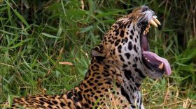 Sitiante é devorado por onça na linha Triunfo, em Rondônia