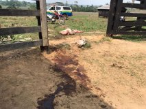 Ladrões de carne voltam a atacar na Zona rural de Cacoal