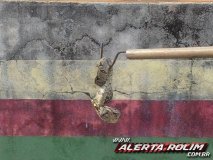 Cobra é encontrada em motor de viatura da CIRETRAN em Rolim de Moura