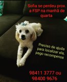 Recompensa por quem encontrar cachorra