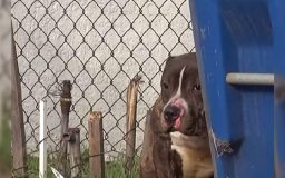 Pit Bull abandonado por dono que foi embora causa grave acidente em Cabixi