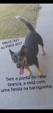 Utilidade Pública: Cadela da raça Blue Heeler desaparecida em Rolim de Moura
