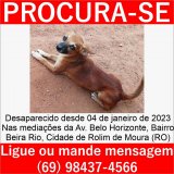 Utilidade Pública: Cachorro desaparecido no bairro Beira Rio em Rolim de Moura