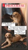 Marley desaparece em Rolim 