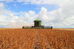 Produção de grãos tem resultado favorável e movimenta economia de Rondônia...