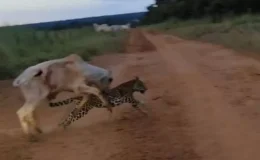 Viraliza vídeo gravado em MT e que mostra homem espantando onça que já...