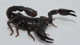 Toxina de escorpião é capaz de matar células de câncer de mama, diz estudo