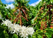 Sustentabilidade: Cafezais de Rondônia sequestram 2,3 vezes mais carbono do...