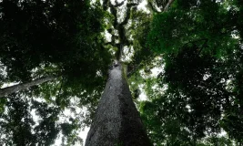 Lula sanciona lei do licenciamento ambiental com 63 vetos