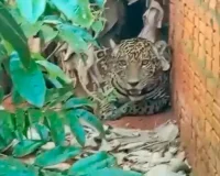Vídeo: onça invade casa em Extrema