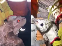 ‘Ave fantasma’ é resgatada ferida em Ji-Paraná