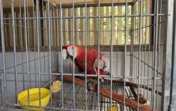 Arara vermelha é resgatada ferida na BR-364 em Rondônia