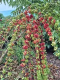 Secretaria de agricultura de Rolim de Moura promove Dia de Campo sobre Café...