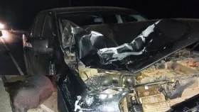  Animais soltos na RO-481 quase provocam tragédia em acidente envolvendo...
