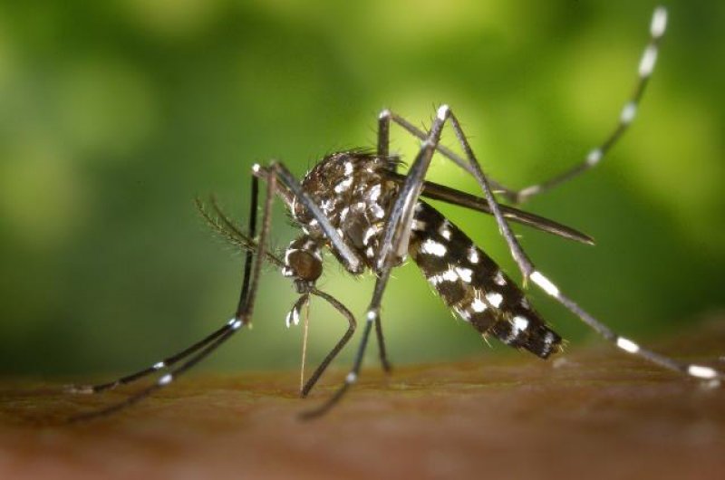 Alta Floresta e Alto Alegre confirmam casos de Zika Virus