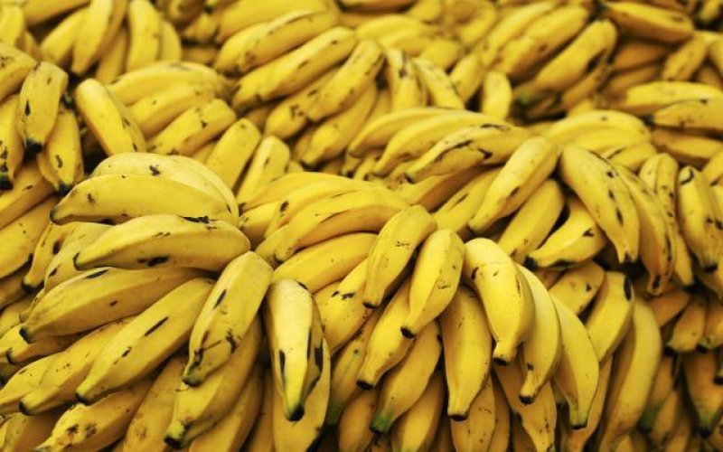 Bananas correm risco de extinção