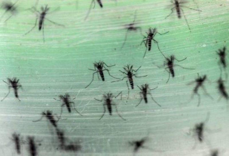 Chikungunya avança 34% e já são 17.131 infecções no Brasil