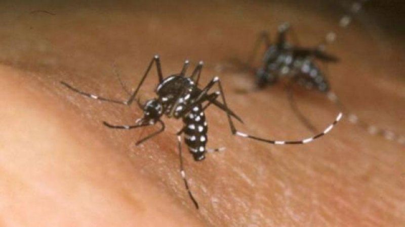 Fiocruz detecta vírus zika com potencial de infecção em saliva e urina