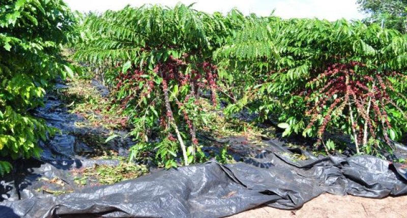 Dia de Campo: Café clonal é destaque na economia alto-alegrense