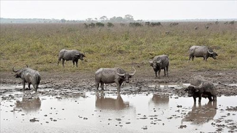 Definido planejamento para abate de búfalos em Costa Marques