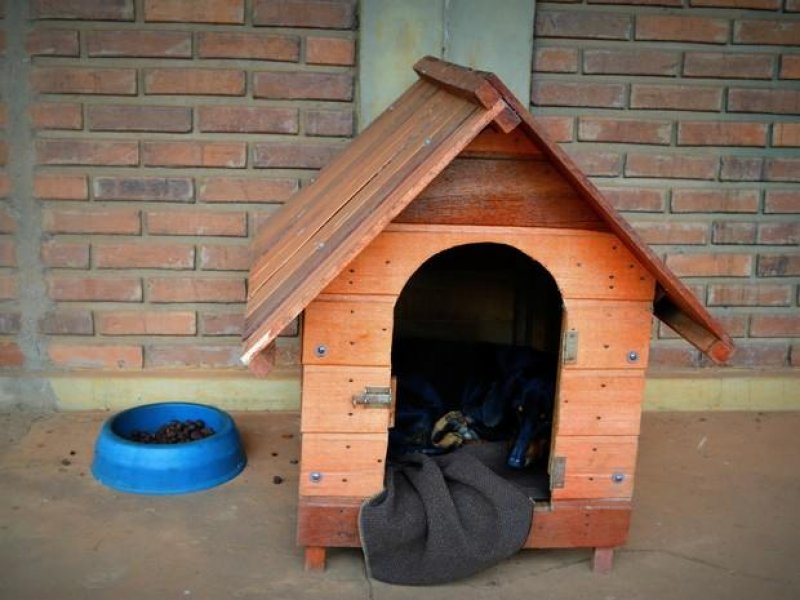 Cão vira 'servidor público' ao ser adotado por vigilantes da prefeitura