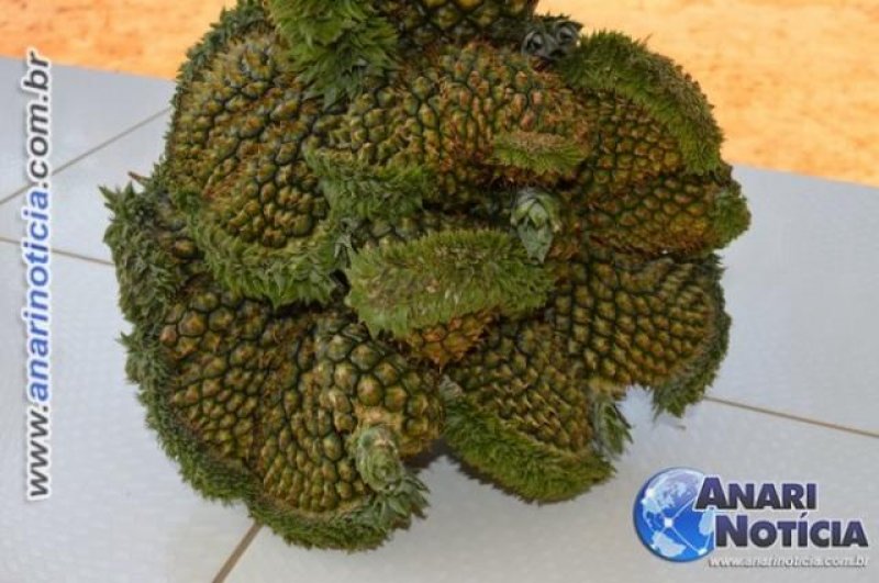 Produtor rural colhe abacaxi com dez cabeças no Vale do Anari