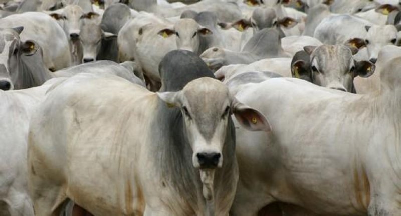 Governo de Rondônia reduz imposto da carne para incentivar exportação