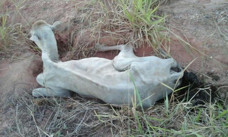 Vaca doente é achada abandonada em terreno de Ji-Paraná
