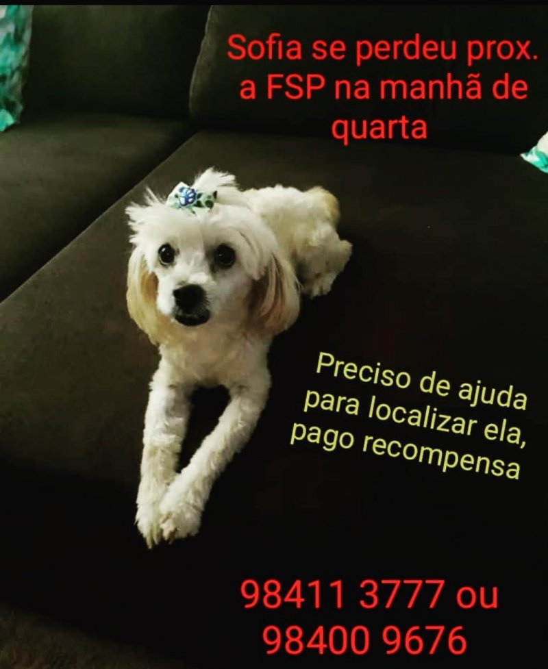Recompensa por quem encontrar cachorra