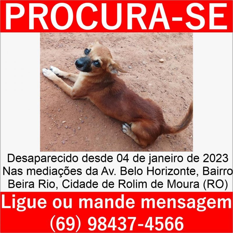 Utilidade Pública: Cachorro desaparecido no bairro Beira Rio em Rolim de Moura