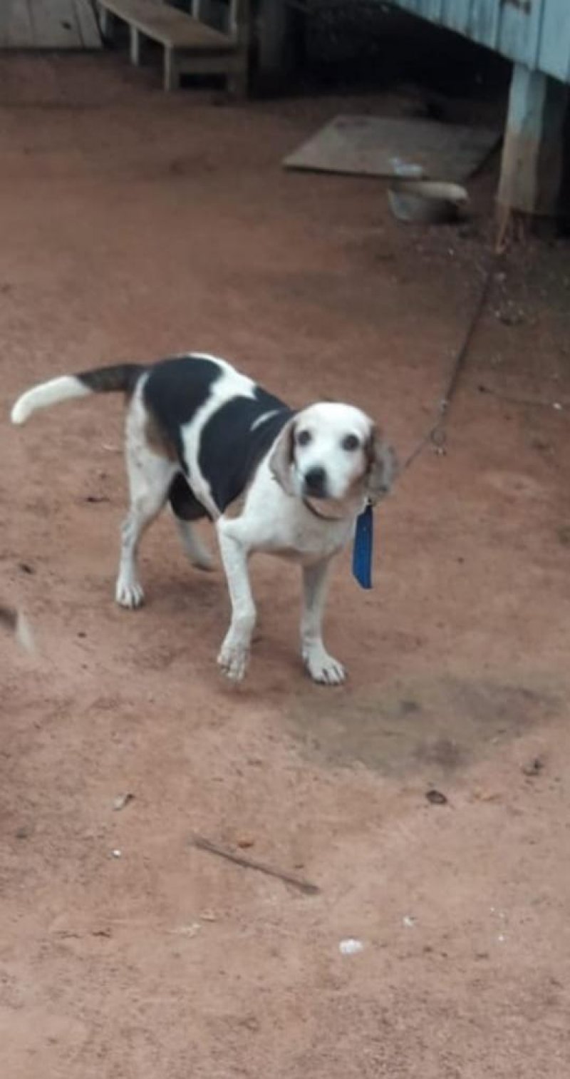 Família procura pela cachorra cigarra em Rolim 