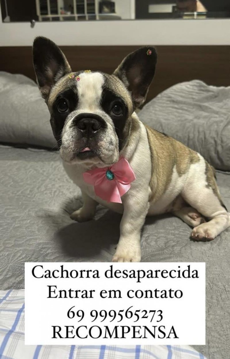 Procura-se por cachorra desaparecida, em Rolim de Moura