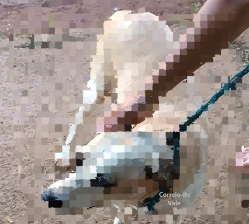 Em São Francisco do Guaporé, homem é preso suspeito de abuso contra animais