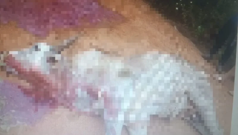 Boi solto ataca moradores e é abatido pela PM em Costa Marques
