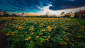 Confira fotos dos preparativos para a 11ª Rondônia Rural Show Internacional