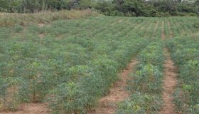 Rondônia alcança 43% da meta do Cadastro Ambiental Rural a menos de seis...